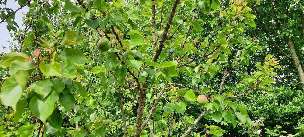 Mehrfamilienhaus, Wohnhaus Cappel Cappel - 6 Zimmer, 140 m&sup2;, 111.000&euro; | Angebot:24724360