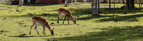 Tier- und Freizeitpark Thüle Niedersachsen