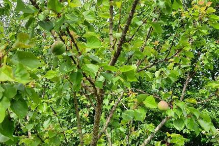 Haus Wurster Nordseeküste - 6.5 Zimmer, 140 m&sup2;, 126.000&euro; | Angebot:23515459