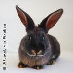 Mundart | Der Bergische Rammler