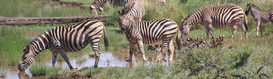 Serengeti-Park Hodenhagen Safari Niedersachsen