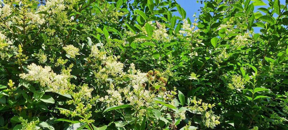 Mehrfamilienhaus, Wohnhaus Cappel Cappel - 6 Zimmer, 140 m&sup2;, 111.000&euro; | Angebot:24724360