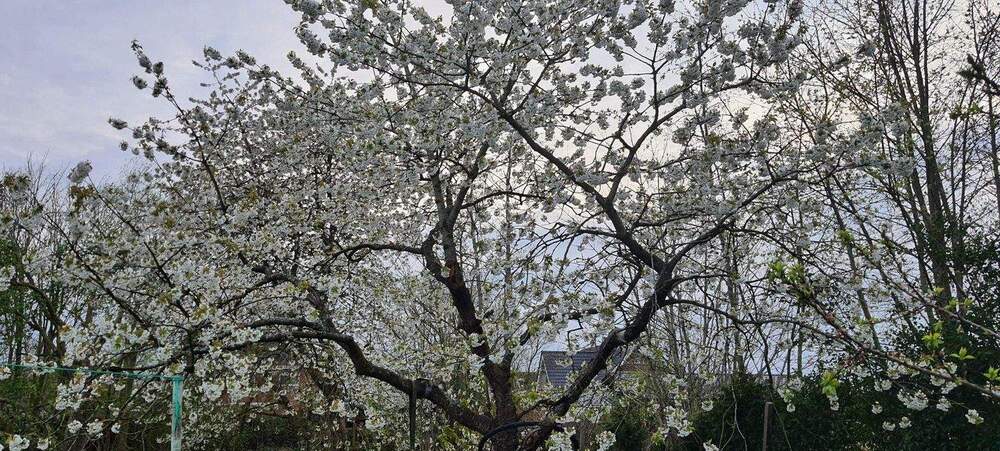 Mehrfamilienhaus, Wohnhaus Cappel Cappel - 6 Zimmer, 140 m&sup2;, 111.000&euro; | Angebot:24724360