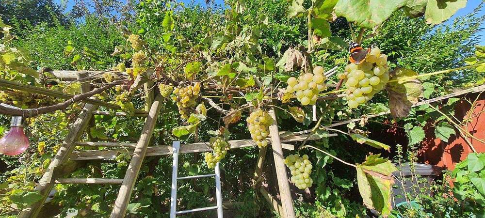 Mehrfamilienhaus, Wohnhaus Cappel Cappel - 6 Zimmer, 140 m&sup2;, 111.000&euro; | Angebot:24724360